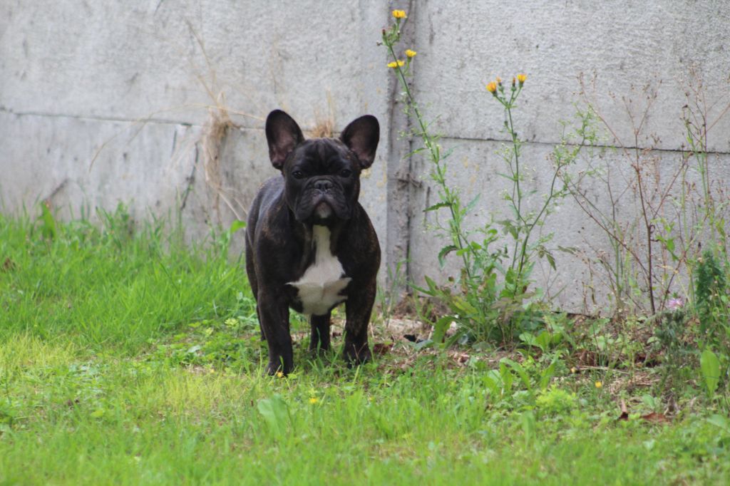 Du Domaine De La Planchette - Chiots disponibles - Bouledogue français