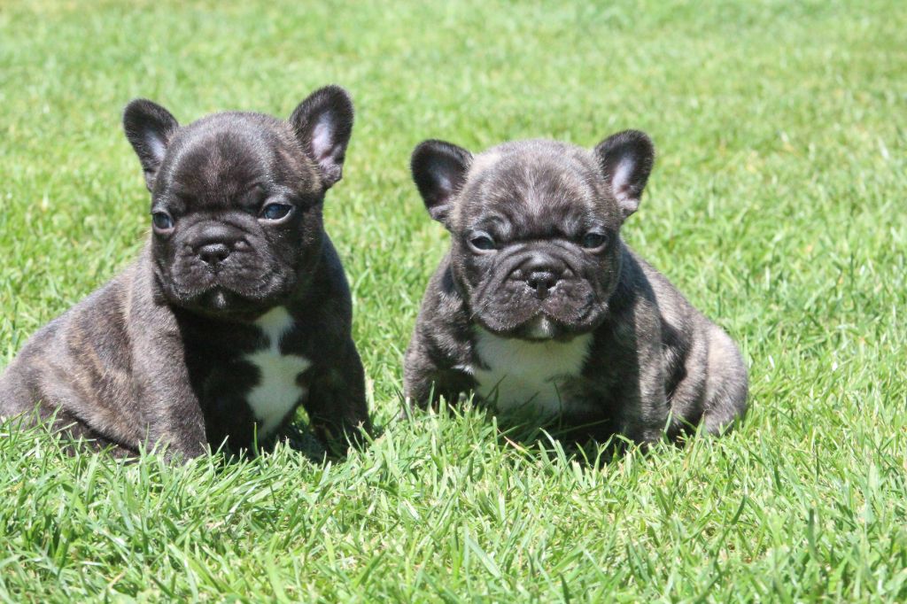 Chiot Bouledogue français Du Domaine De La Planchette