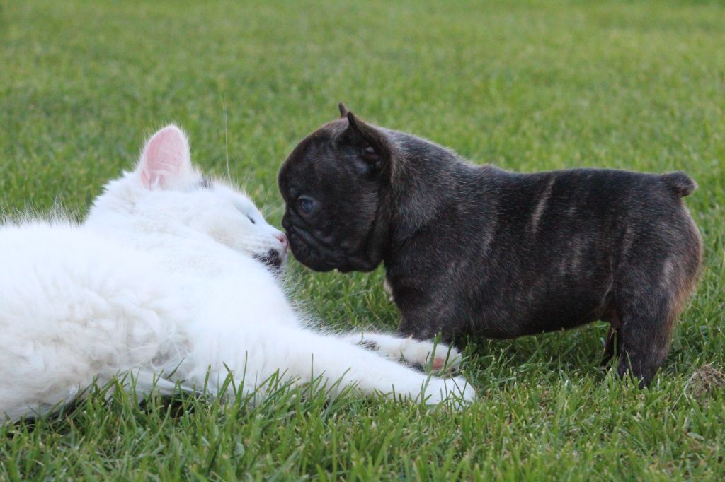 Du Domaine De La Planchette - Chiots disponibles - Bouledogue français