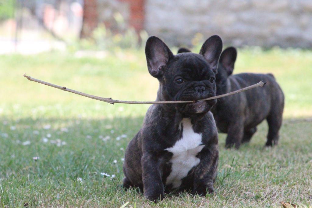 Du Domaine De La Planchette - Chiots disponibles - Bouledogue français