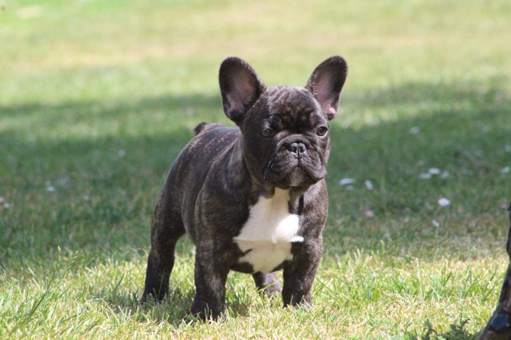 Du Domaine De La Planchette - Chiots disponibles - Bouledogue français