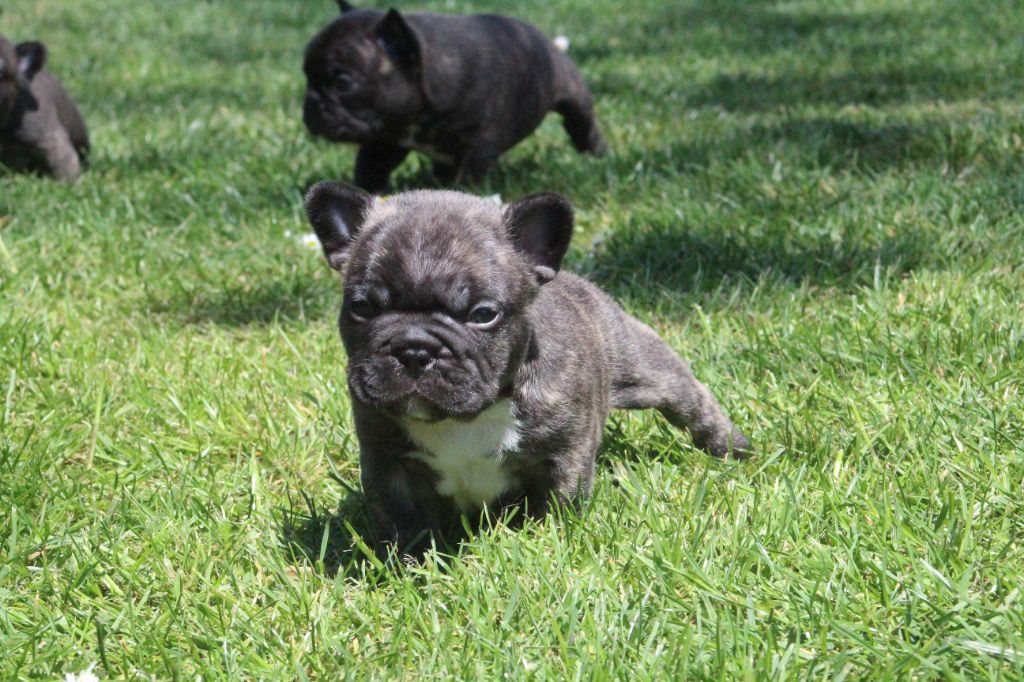 Du Domaine De La Planchette - Chiots disponibles - Bouledogue français