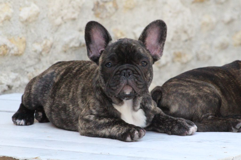 Du Domaine De La Planchette - Chiots disponibles - Bouledogue français