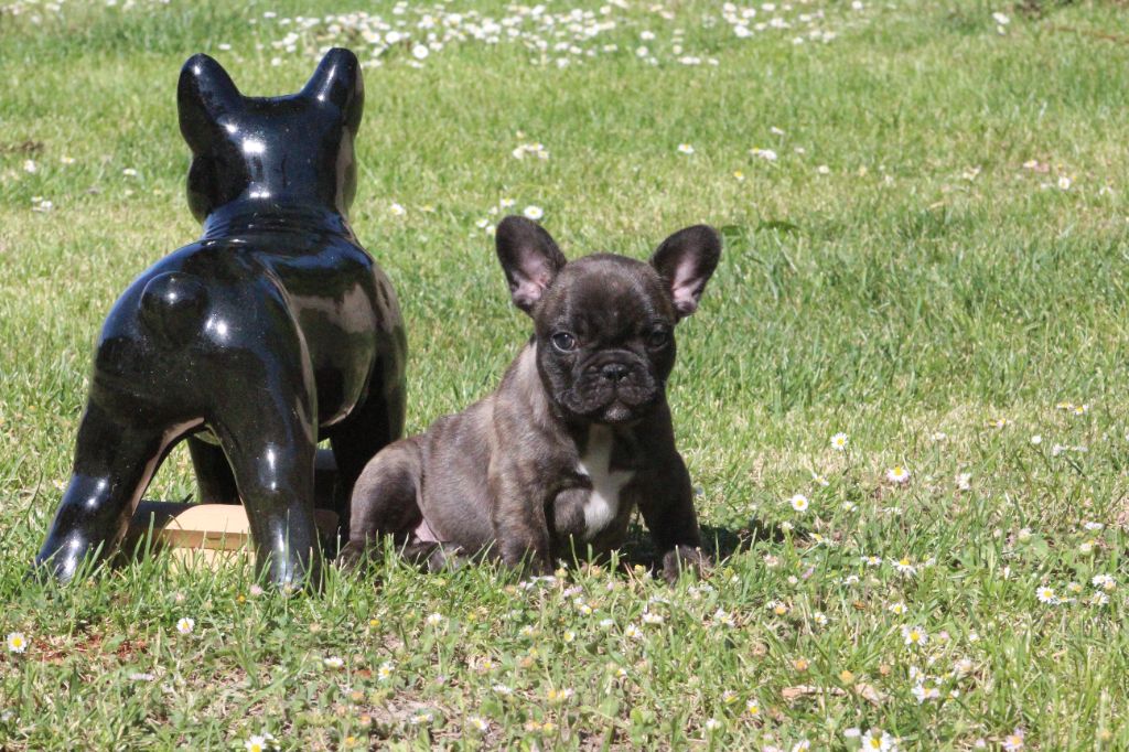 Du Domaine De La Planchette - Chiots disponibles - Bouledogue français