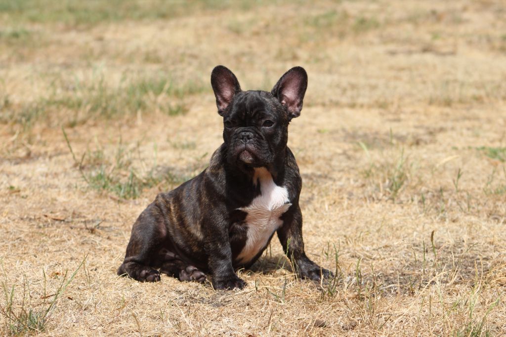Du Domaine De La Planchette - Chiots disponibles - Bouledogue français