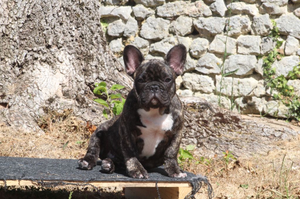 Du Domaine De La Planchette - Chiots disponibles - Bouledogue français