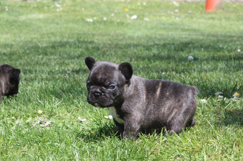 Du Domaine De La Planchette - Chiots disponibles - Bouledogue français