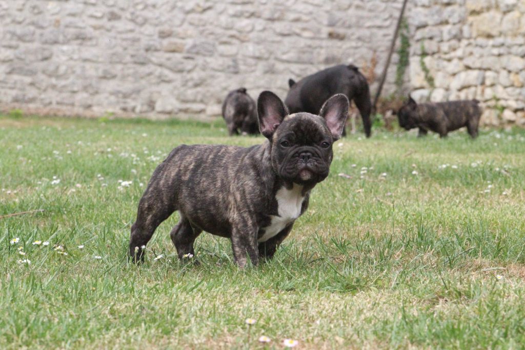 Du Domaine De La Planchette - Chiots disponibles - Bouledogue français