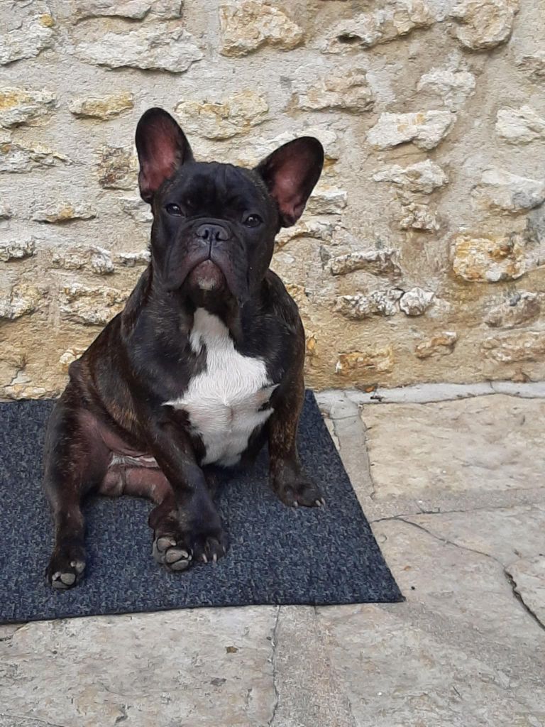 Du Domaine De La Planchette - Chiots disponibles - Bouledogue français